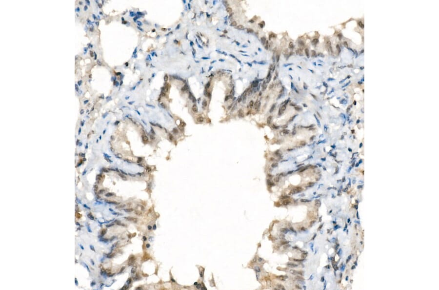 Immunohistochemistry - Anti-TAZ Antibody [ARC57803] (A309490) - Antibodies.com