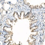 Immunohistochemistry - Anti-TAZ Antibody [ARC57803] (A309490) - Antibodies.com