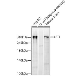 Western Blot - Anti-TET1 Antibody [ARC59030] (A309493) - Antibodies.com