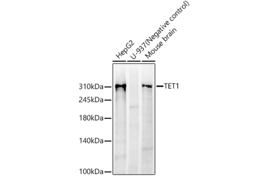 Western Blot - Anti-TET1 Antibody [ARC59030] (A309493) - Antibodies.com