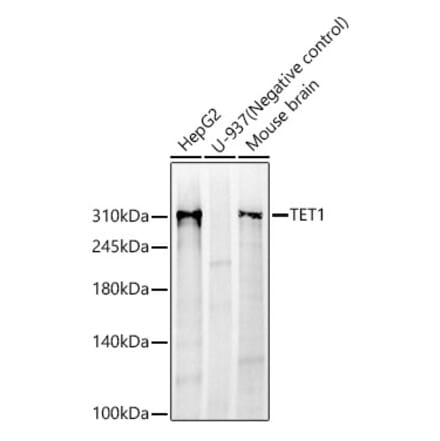 Western Blot - Anti-TET1 Antibody [ARC59030] (A309493) - Antibodies.com