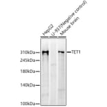 Western Blot - Anti-TET1 Antibody [ARC59030] (A309493) - Antibodies.com
