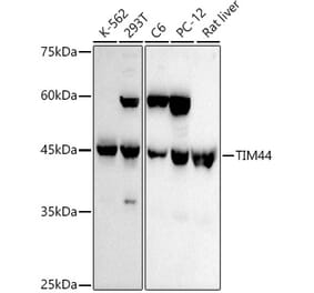 Western Blot - Anti-TIM44 Antibody [ARC3044] (A309495) - Antibodies.com