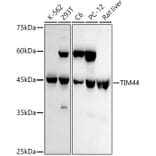 Western Blot - Anti-TIM44 Antibody [ARC3044] (A309495) - Antibodies.com