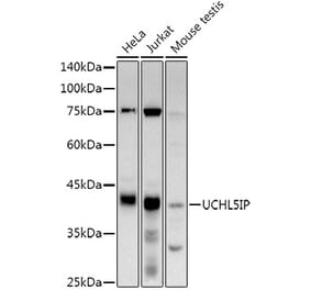 Western Blot - Anti-UCHL5IP Antibody [ARC3021] (A309504) - Antibodies.com