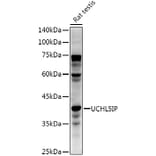 Western Blot - Anti-UCHL5IP Antibody [ARC3021] (A309504) - Antibodies.com