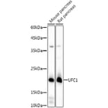 Western Blot - Anti-UFC1 Antibody [ARC3001] (A309506) - Antibodies.com