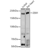 Western Blot - Anti-ZEB1 Antibody (A309518) - Antibodies.com