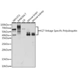 Western Blot - Anti-K27-linkage specific Polyubiquitin Antibody (A309527) - Antibodies.com