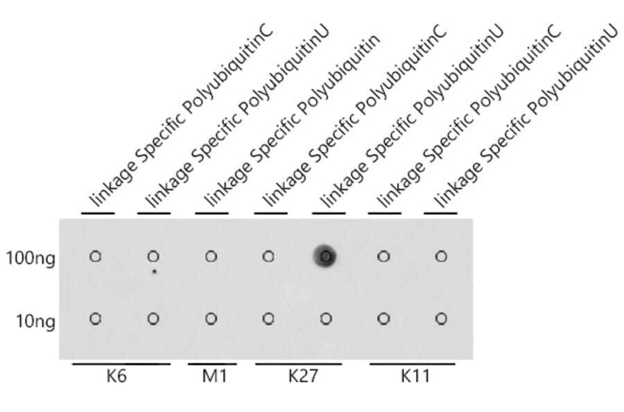 Dot Blot - Anti-K27-linkage specific Polyubiquitin Antibody (A309527) - Antibodies.com