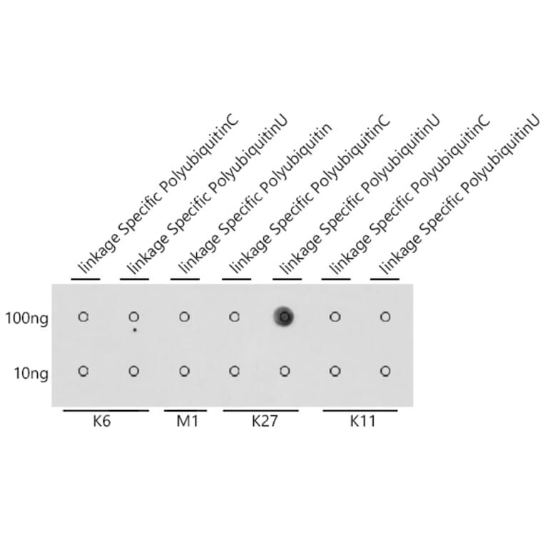 Dot Blot - Anti-K27-linkage specific Polyubiquitin Antibody (A309527) - Antibodies.com