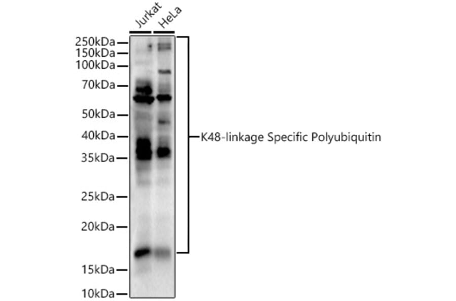 Western Blot - Anti-K48-linkage specific Polyubiquitin Antibody (A309530) - Antibodies.com
