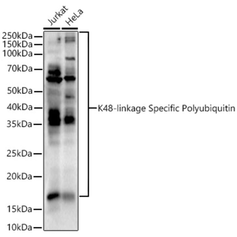 Western Blot - Anti-K48-linkage specific Polyubiquitin Antibody (A309530) - Antibodies.com