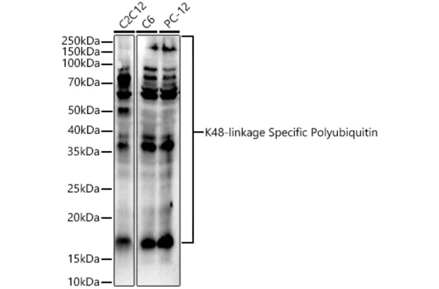 Western Blot - Anti-K48-linkage specific Polyubiquitin Antibody (A309530) - Antibodies.com