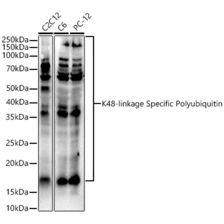 Western Blot - Anti-K48-linkage specific Polyubiquitin Antibody (A309530) - Antibodies.com