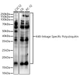 Western Blot - Anti-K48-linkage specific Polyubiquitin Antibody (A309530) - Antibodies.com