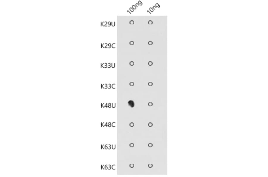 Dot Blot - Anti-K48-linkage specific Polyubiquitin Antibody (A309530) - Antibodies.com