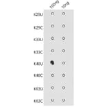 Dot Blot - Anti-K48-linkage specific Polyubiquitin Antibody (A309530) - Antibodies.com