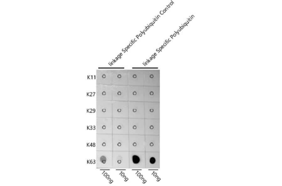 Dot Blot - Anti-K63-linkage specific Polyubiquitin Antibody (A309531) - Antibodies.com