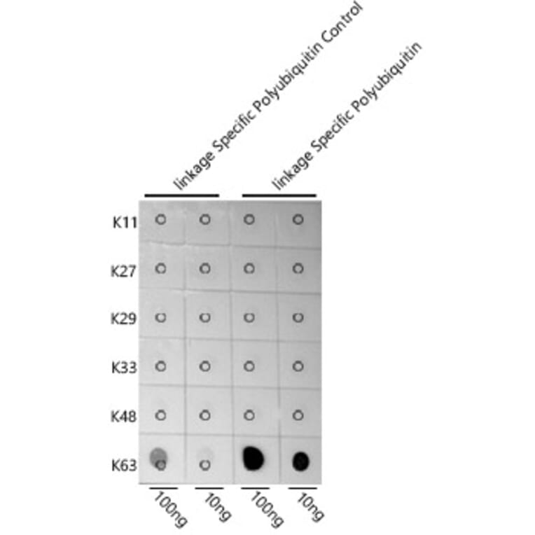 Dot Blot - Anti-K63-linkage specific Polyubiquitin Antibody (A309531) - Antibodies.com