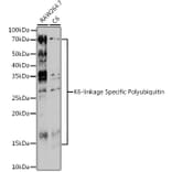 Western Blot - Anti-K6-linkage specific Polyubiquitin Antibody (A309533) - Antibodies.com