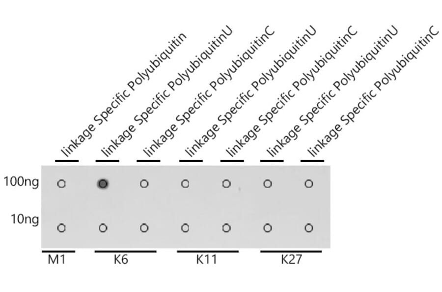 Dot Blot - Anti-K6-linkage specific Polyubiquitin Antibody (A309533) - Antibodies.com