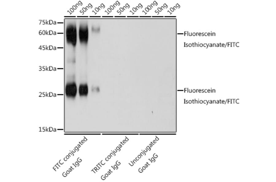 Western Blot - Anti-Fluorescein Isothiocyanate/FITC Antibody (A309534) - Antibodies.com