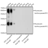 Western Blot - Anti-Fluorescein Isothiocyanate/FITC Antibody (A309534) - Antibodies.com