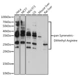 Western Blot - Anti-pan symmetric di-methyl Arginine Antibody (A309535) - Antibodies.com