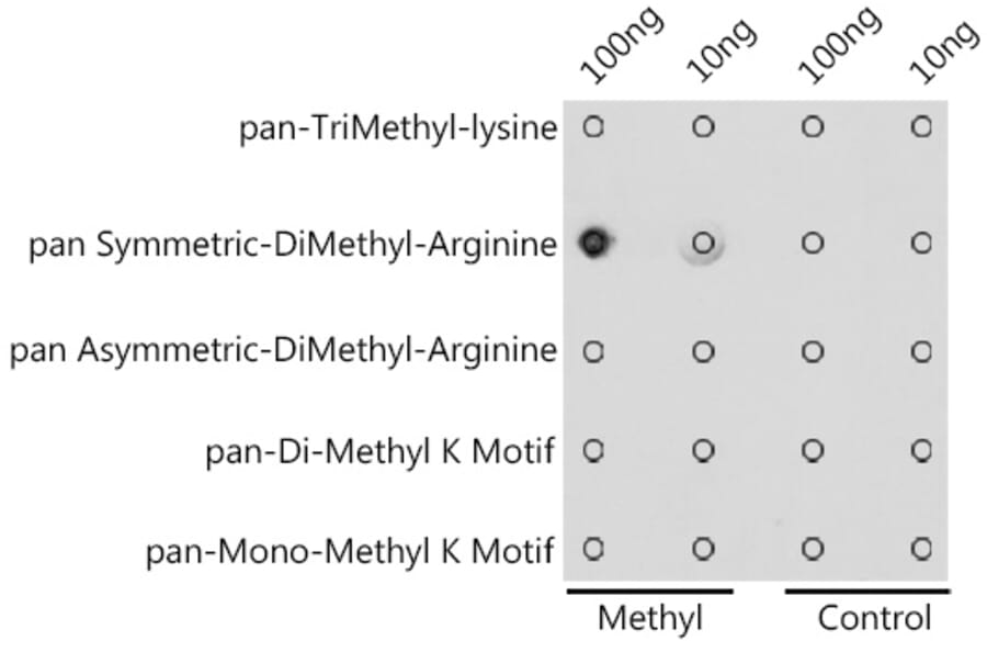 Dot Blot - Anti-pan symmetric di-methyl Arginine Antibody (A309535) - Antibodies.com