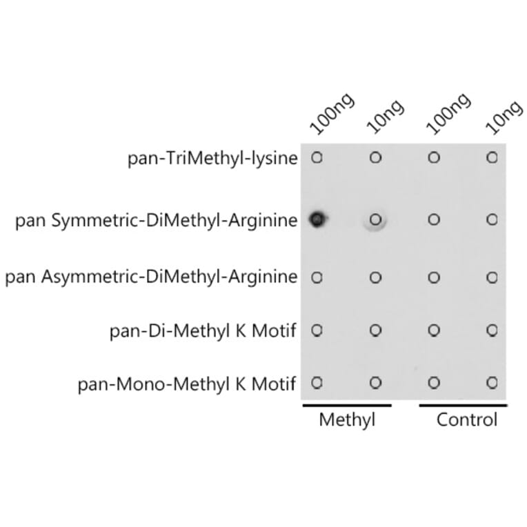 Dot Blot - Anti-pan symmetric di-methyl Arginine Antibody (A309535) - Antibodies.com