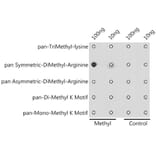 Dot Blot - Anti-pan symmetric di-methyl Arginine Antibody (A309535) - Antibodies.com