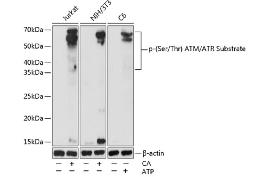 Western Blot - Anti-phospho-Ser/Thr ATM/ATR Substrate Antibody (A309536) - Antibodies.com