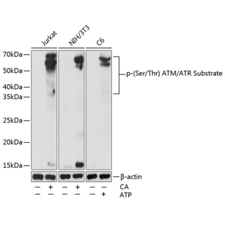 Western Blot - Anti-phospho-Ser/Thr ATM/ATR Substrate Antibody (A309536) - Antibodies.com