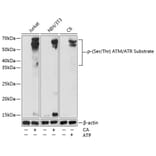 Western Blot - Anti-phospho-Ser/Thr ATM/ATR Substrate Antibody (A309536) - Antibodies.com