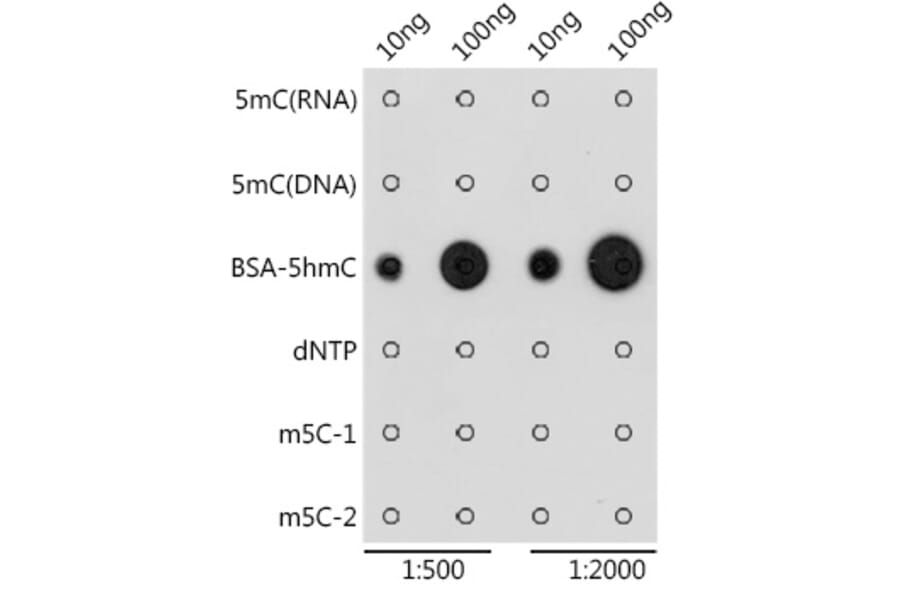 Dot Blot - Anti-5-Hydroxymethylcytosine Antibody (A309537) - Antibodies.com