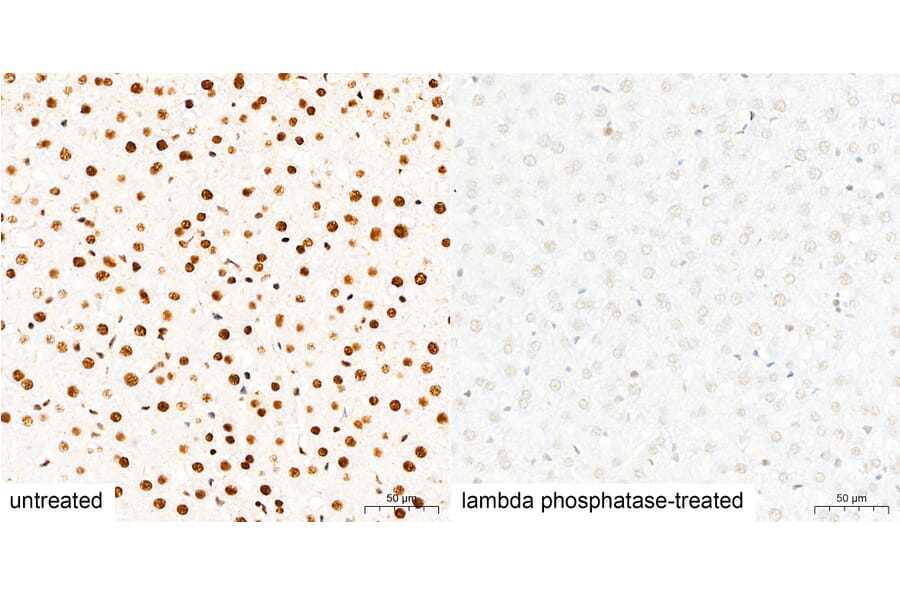 Immunohistochemistry - Anti-Pan Phospho-Serine/Threonine Antibody (A309541) - Antibodies.com