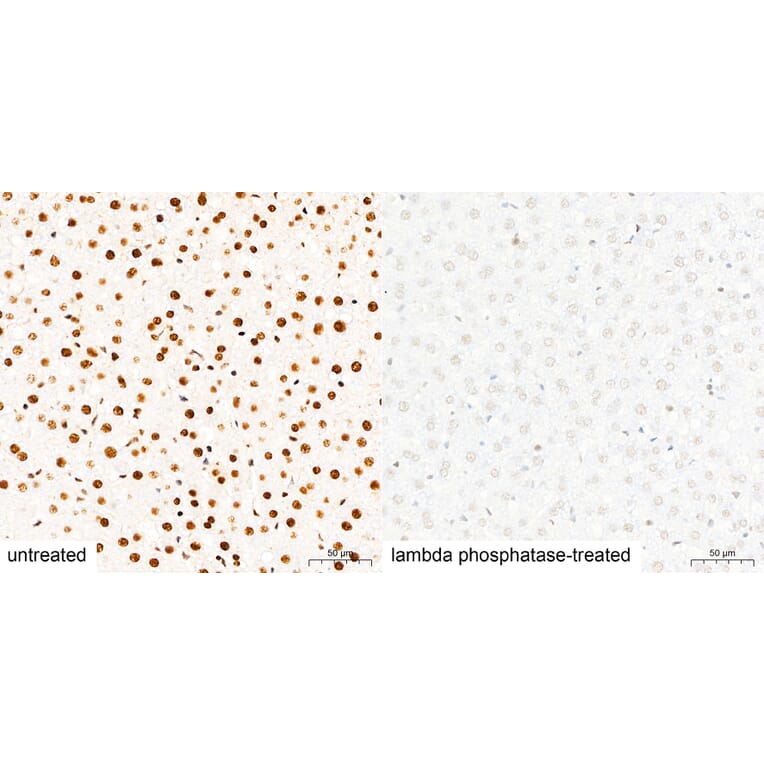 Immunohistochemistry - Anti-Pan Phospho-Serine/Threonine Antibody (A309541) - Antibodies.com