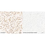 Immunohistochemistry - Anti-Pan Phospho-Serine/Threonine Antibody (A309541) - Antibodies.com