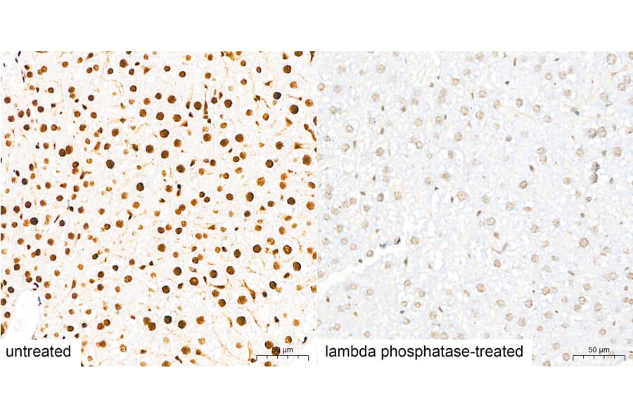 Immunohistochemistry - Anti-Pan Phospho-Serine/Threonine Antibody (A309541) - Antibodies.com