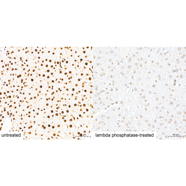 Immunohistochemistry - Anti-Pan Phospho-Serine/Threonine Antibody (A309541) - Antibodies.com