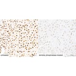Immunohistochemistry - Anti-Pan Phospho-Serine/Threonine Antibody (A309541) - Antibodies.com