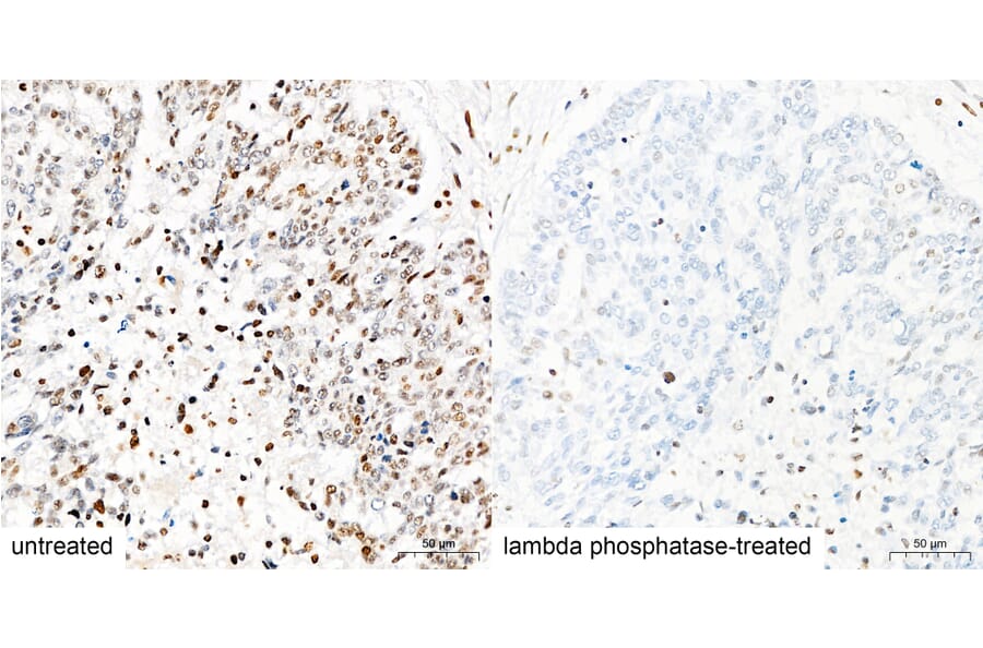 Immunohistochemistry - Anti-Pan Phospho-Serine/Threonine Antibody (A309541) - Antibodies.com