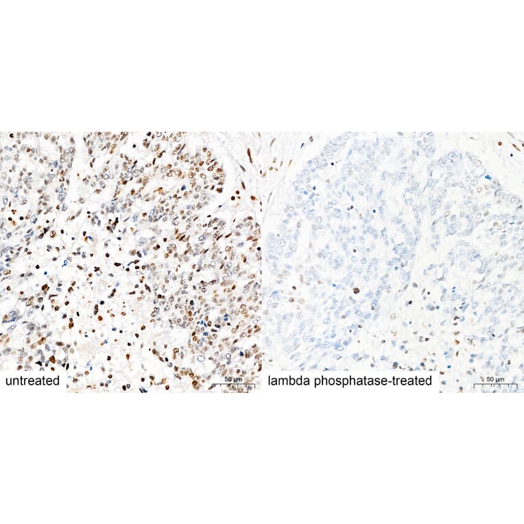 Immunohistochemistry - Anti-Pan Phospho-Serine/Threonine Antibody (A309541) - Antibodies.com