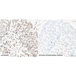 Immunohistochemistry - Anti-Pan Phospho-Serine/Threonine Antibody (A309541) - Antibodies.com