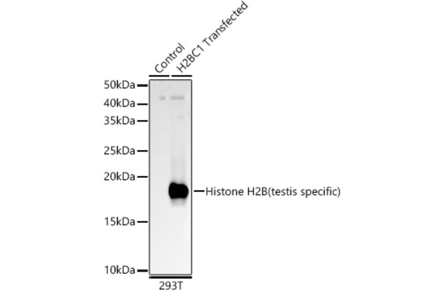 Western Blot - Anti-Histone H2B (testis specific) Antibody (A309542) - Antibodies.com