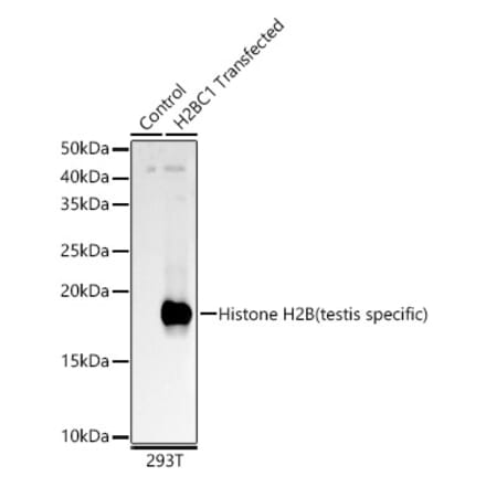 Western Blot - Anti-Histone H2B (testis specific) Antibody (A309542) - Antibodies.com