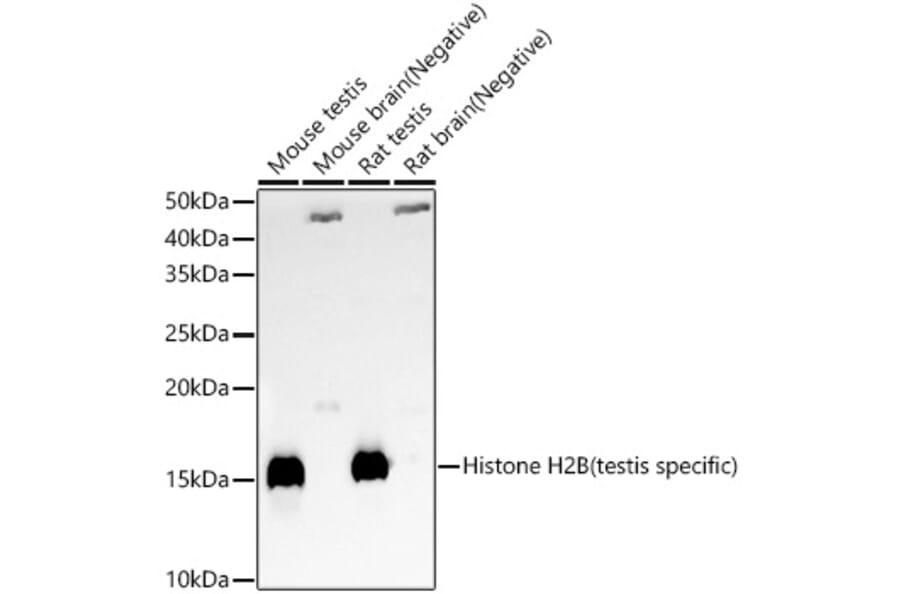 Western Blot - Anti-Histone H2B (testis specific) Antibody (A309542) - Antibodies.com