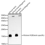 Western Blot - Anti-Histone H2B (testis specific) Antibody (A309542) - Antibodies.com