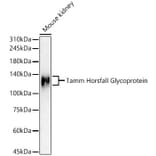 Western Blot - Anti-UMOD Antibody (A309550) - Antibodies.com